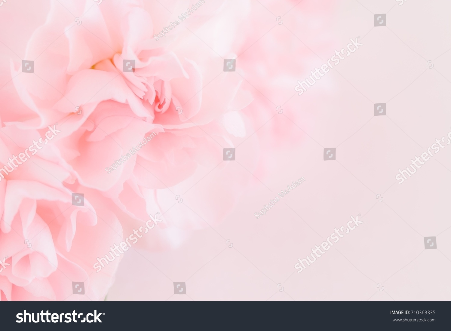 Pink Carnation Flowers Bouquet on light pink background. soft filter.