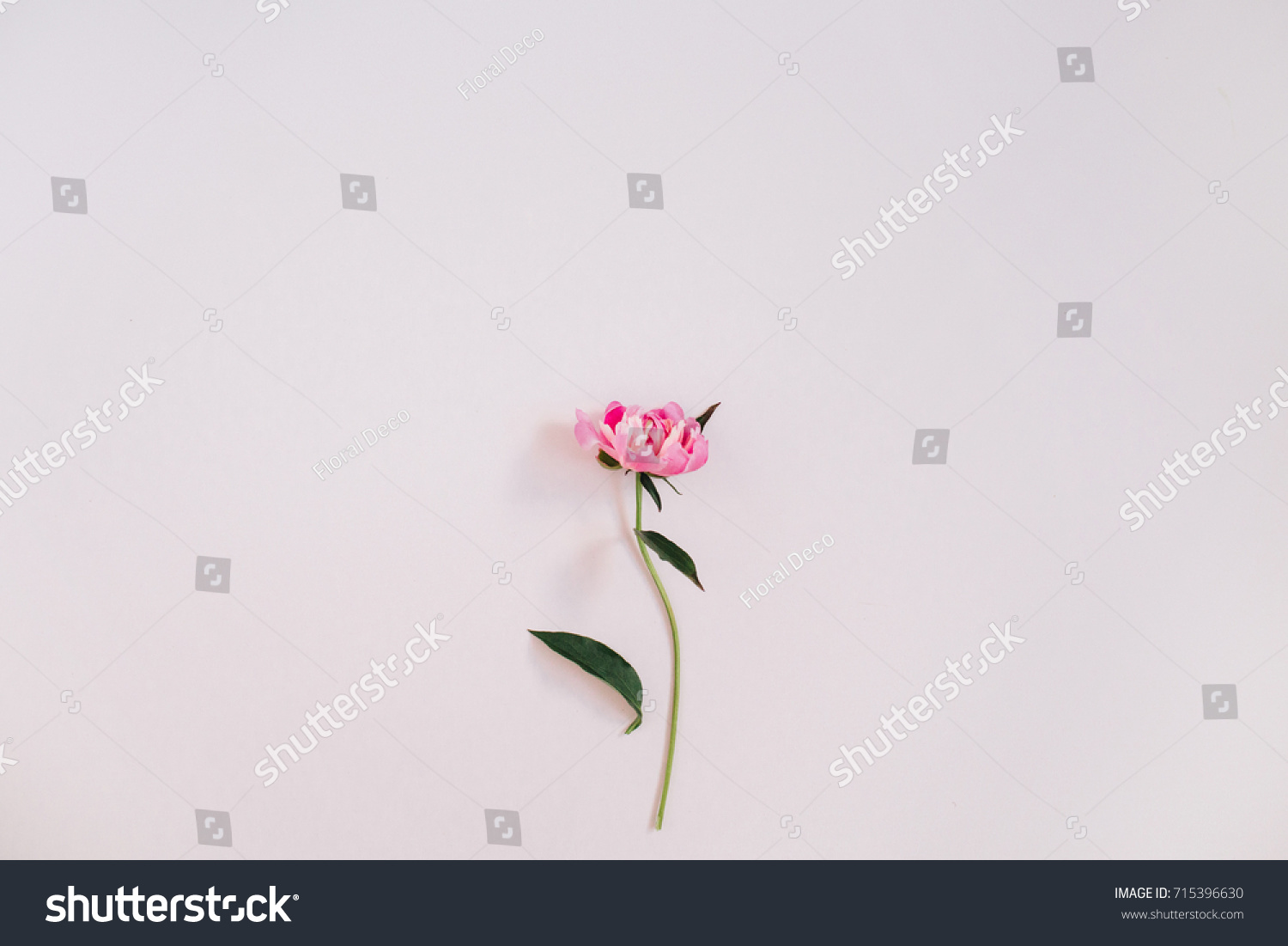 Beautiful pink peony flower on pink background. Flat lay  top view.