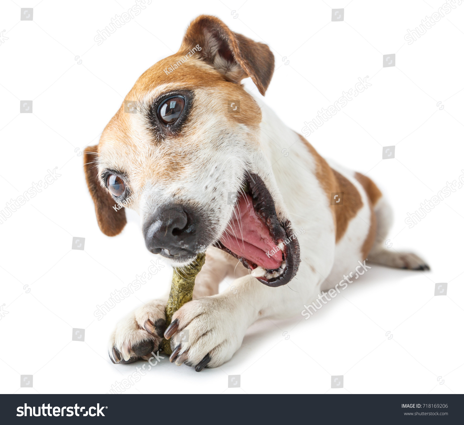 smiling happy pet dog jack russell terrier gnawing