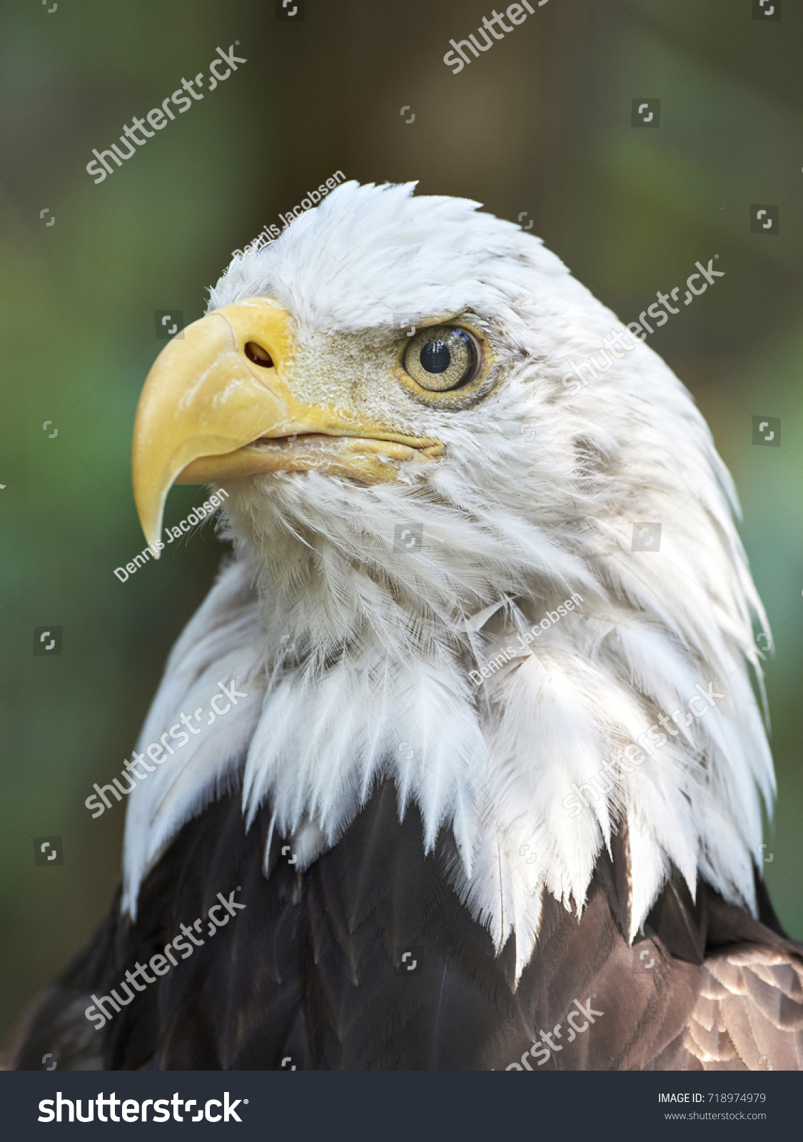 closeup portrait of the bald eagle with vegetation in the back
