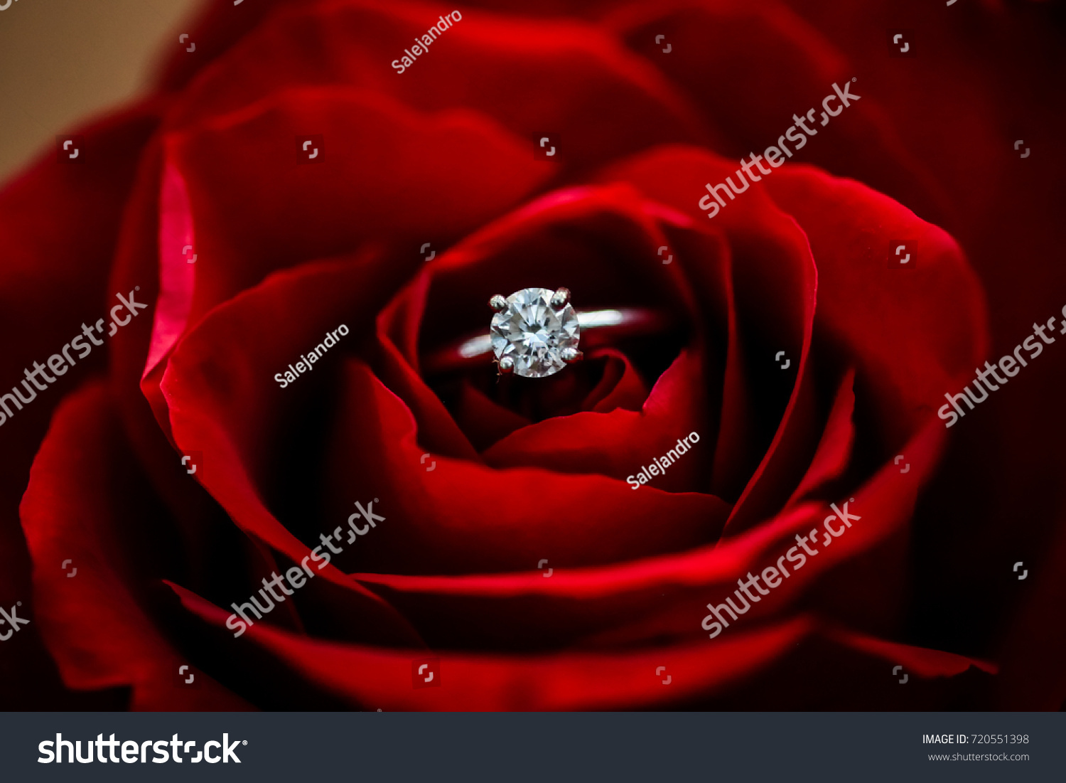 A nice diamond ring put in the center of beautiful blossoming rose.