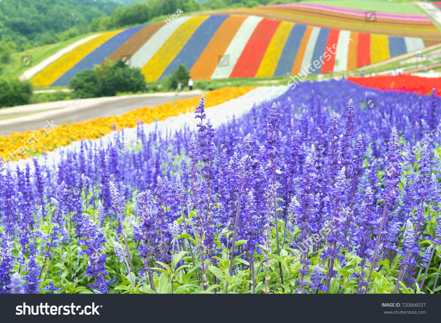Irodori field Tomita farm Furano Japan. It is the famous and beautiful flower fields in Hokkaido JAPAN