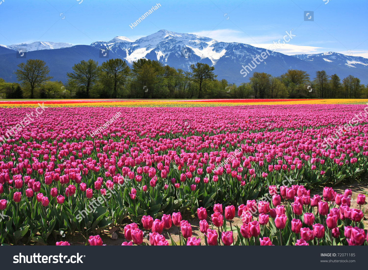Field of tulips in British Columbia  Canada.
