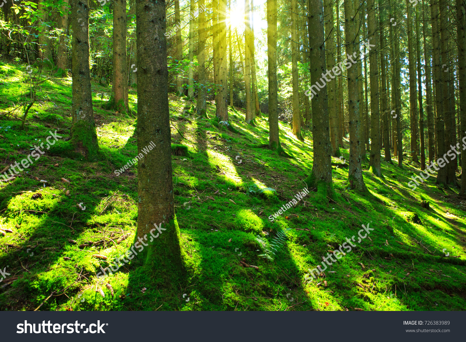 Sun's rays make their way through the trunks of trees in a pine forest
