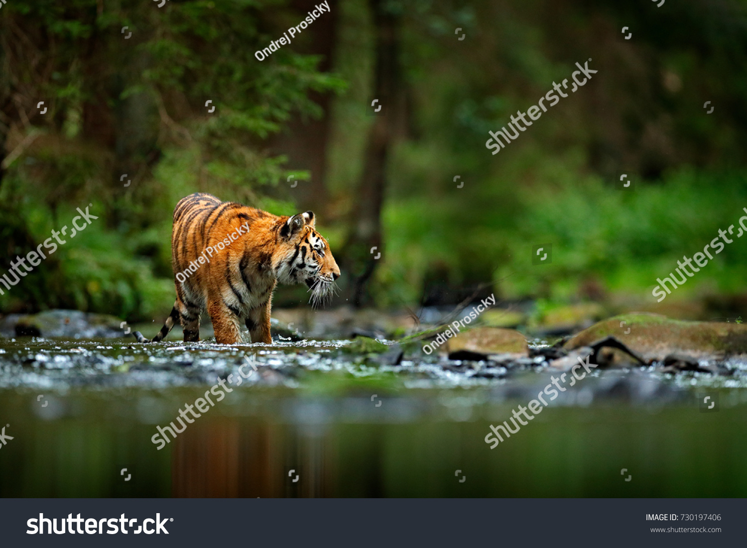 Amur tiger walking in the river. Dangerous animal  tajga  Russia. Animal in the green forest stream.
