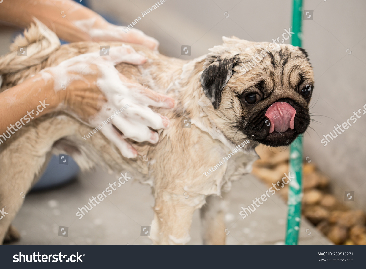 cute pug take a bath