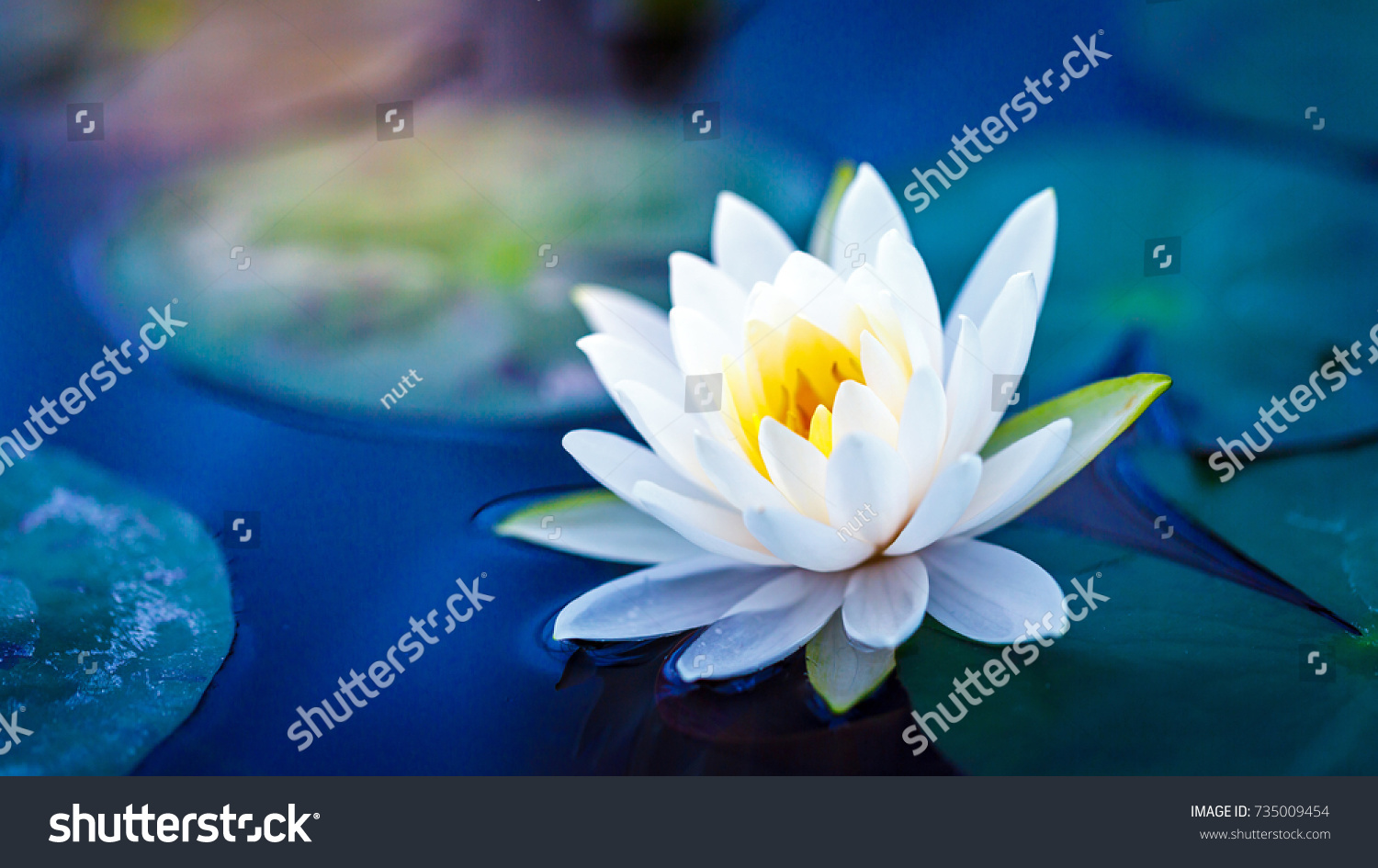White lotus with yellow pollen on surface of pond