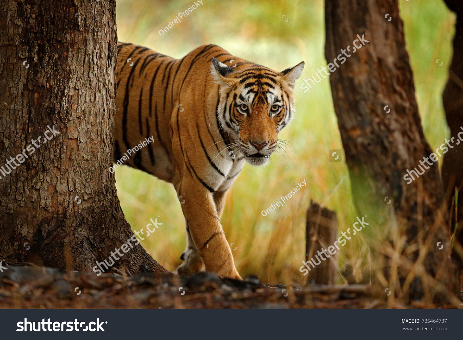Tiger walking in old dry forest. Indian tiger with first rain  wild danger animal in the nature habitat  Ranthambore  India. Big cat  endangered animal  nice fur coat. End of dry season  monsoon. 