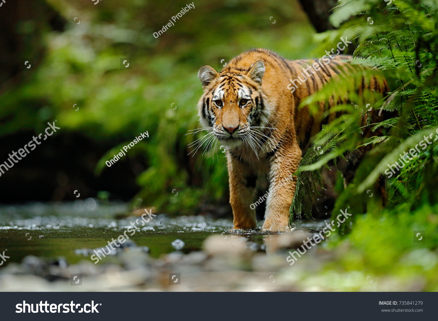 Amur tiger walking in river water. Danger animal  tajga  Russia. Animal in green forest stream. Grey stone  river droplet. Siberian tiger splash water. Tiger wildlife scene  wild cat  nature habitat.