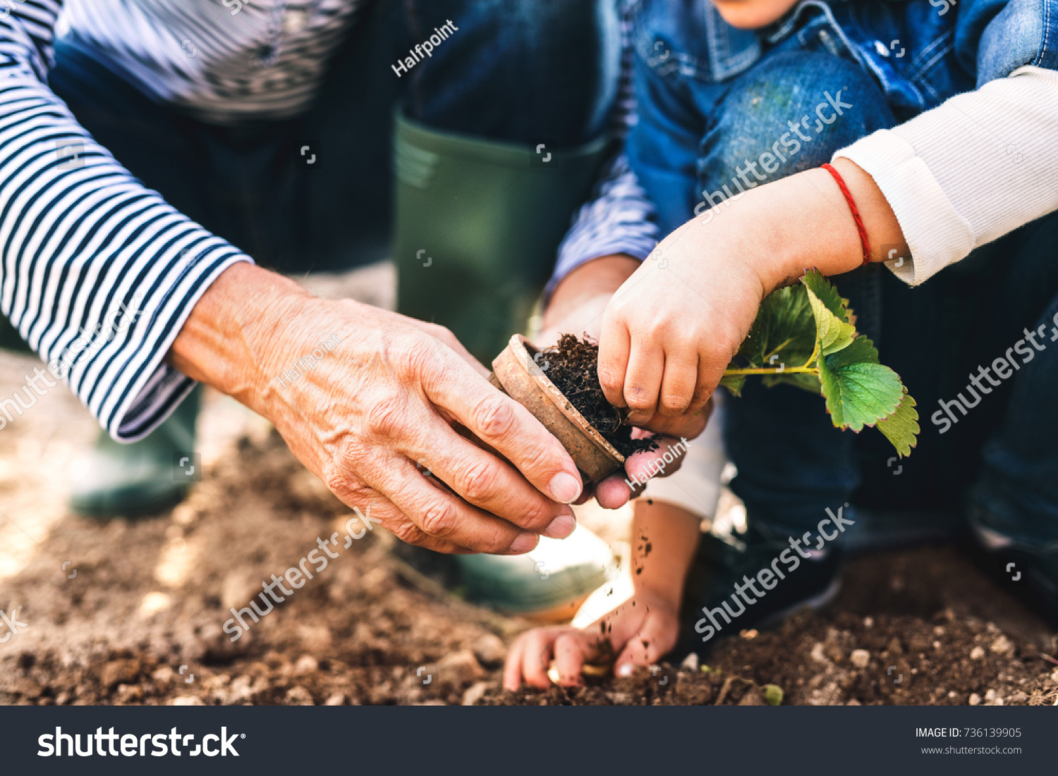 Senior man with grandaughter gardening in the backyard garden.