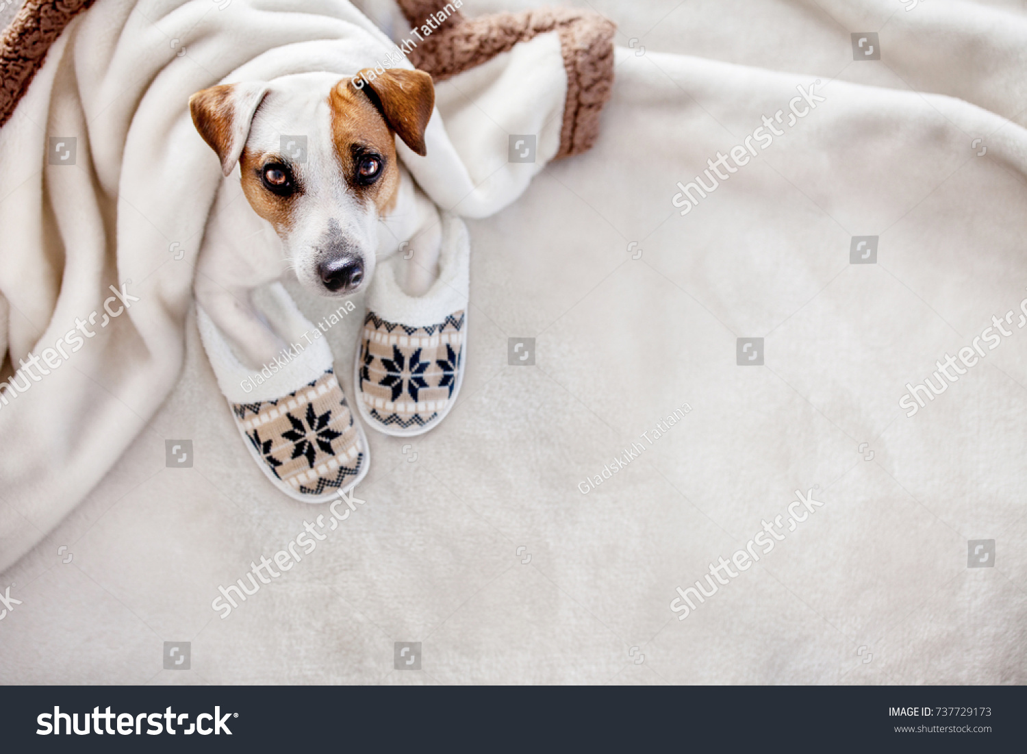 Dog under a plaid. Pet warms under a blanket in cold autumn weather. Puppy in slippers
