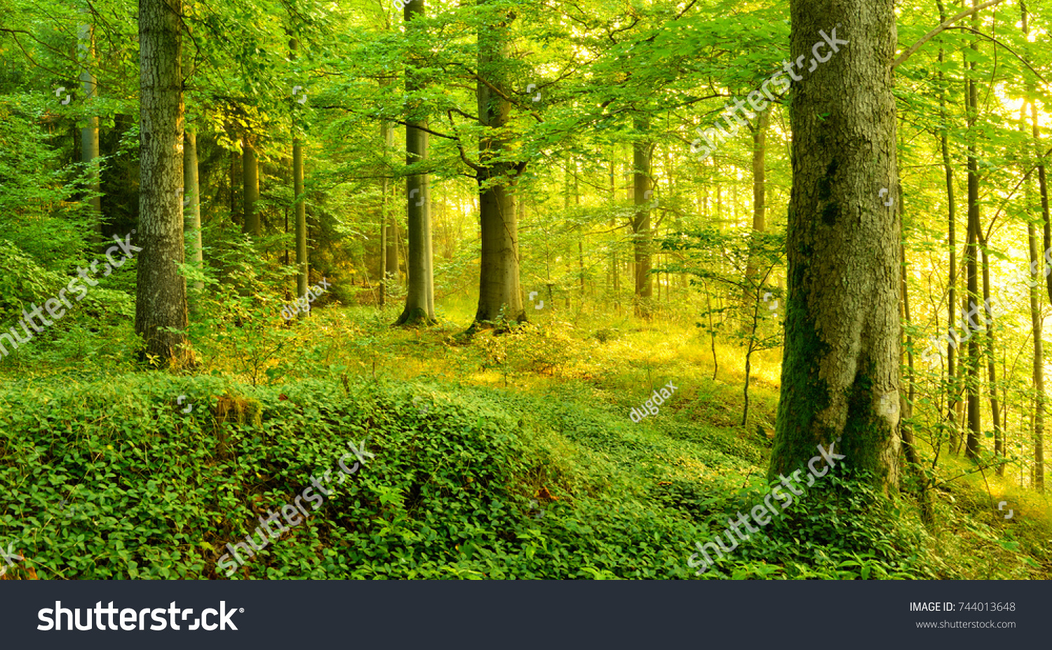 Wild Natural Forest in the Warm Light of the Morning Sun