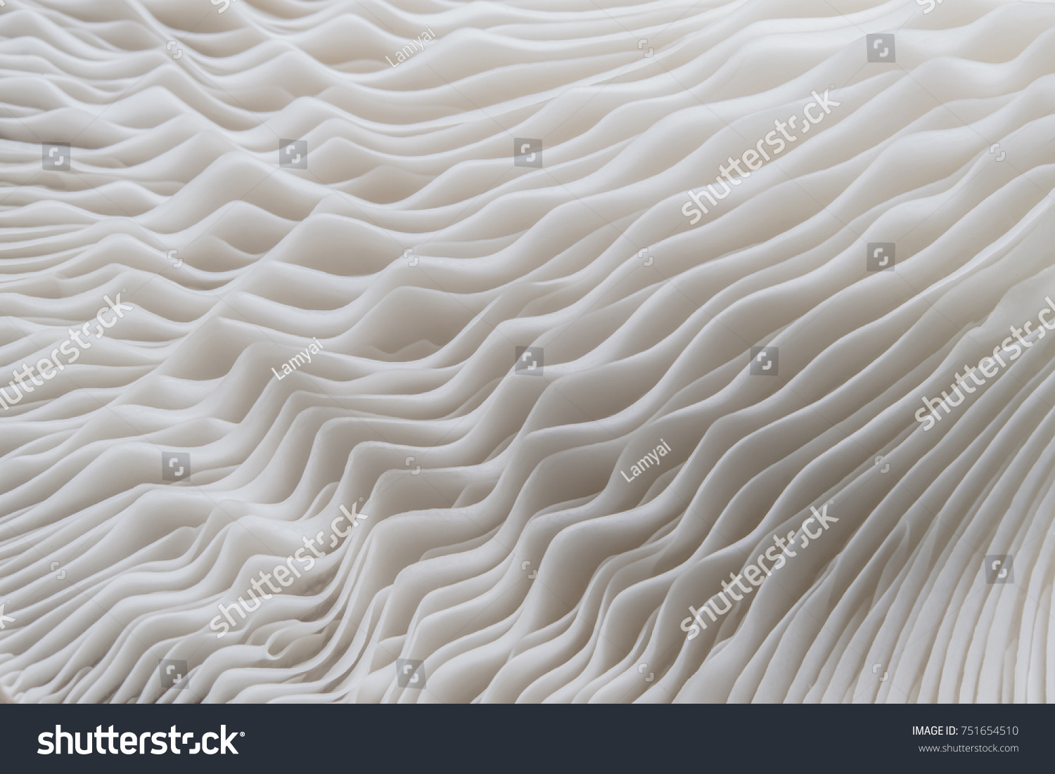 abstract nature background macro of Sajor-caju Mushroom plants. Using idea design texture pattern concept natural or wallpaper.