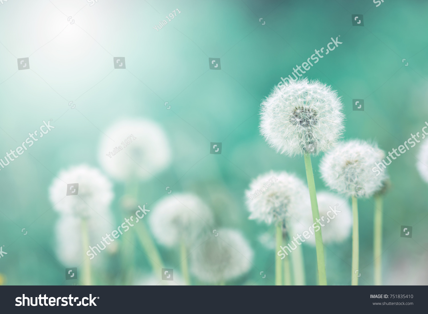 White fluffy dandelions  natural green blurred spring background  selective focus.