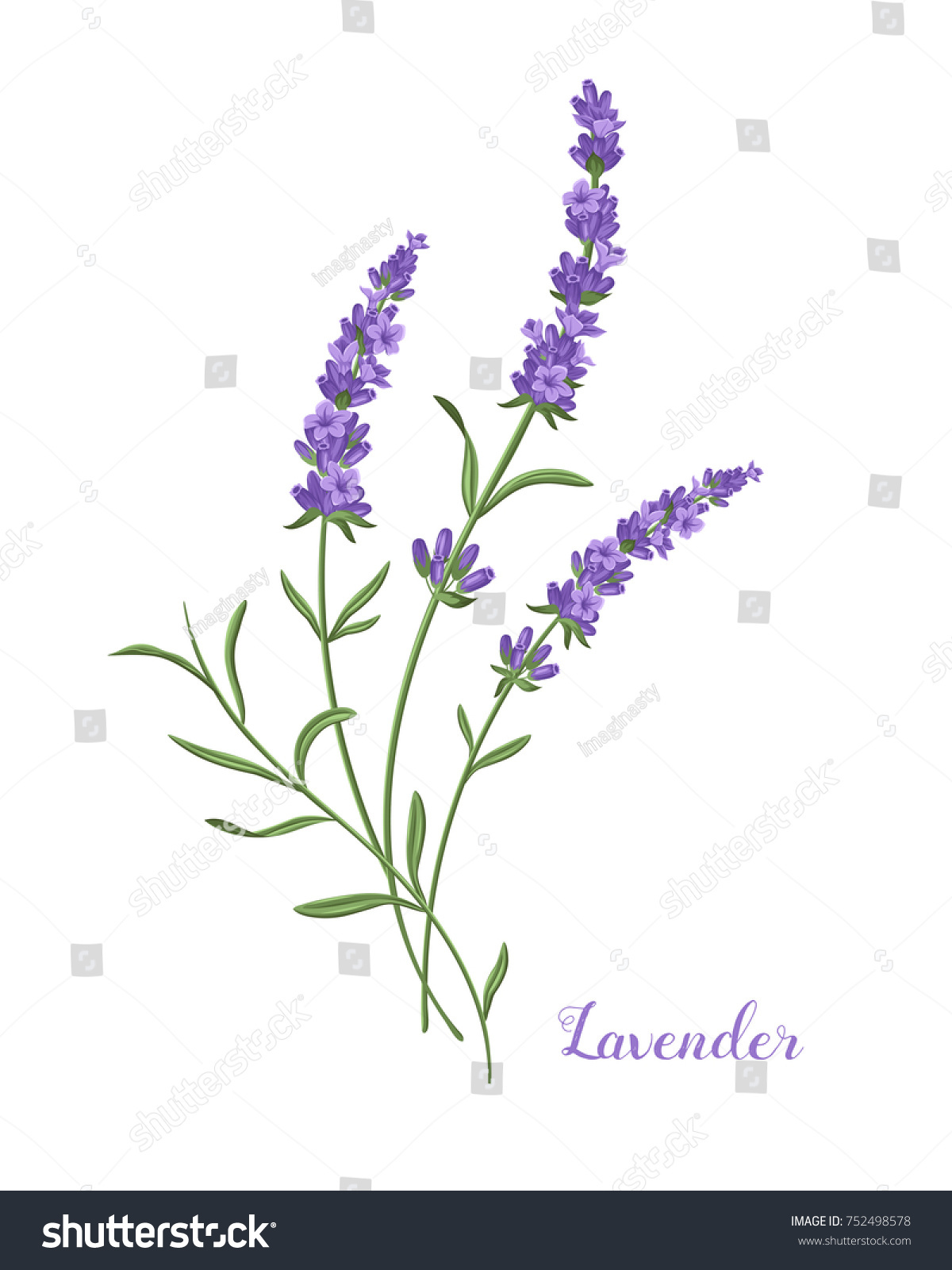 Lavender flowers small bouquet