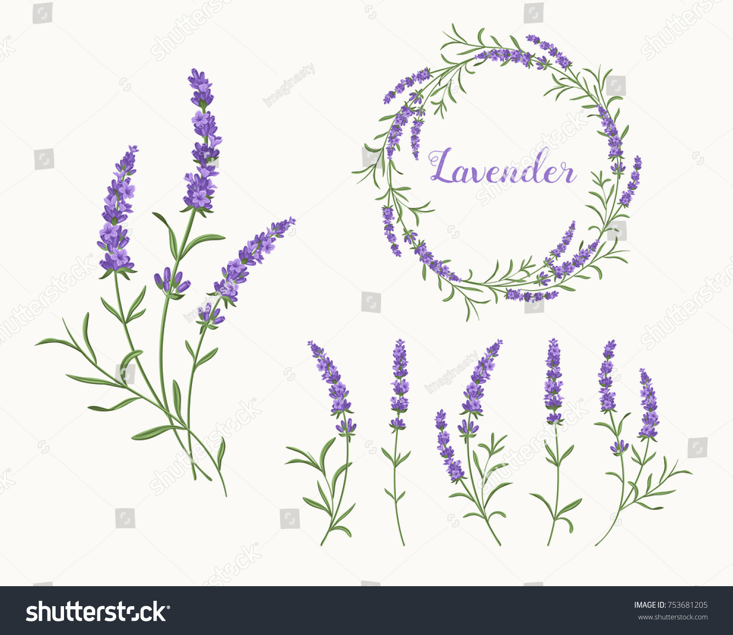 Vector lavender illustration set. Beautiful violet lavender flowers collection. 