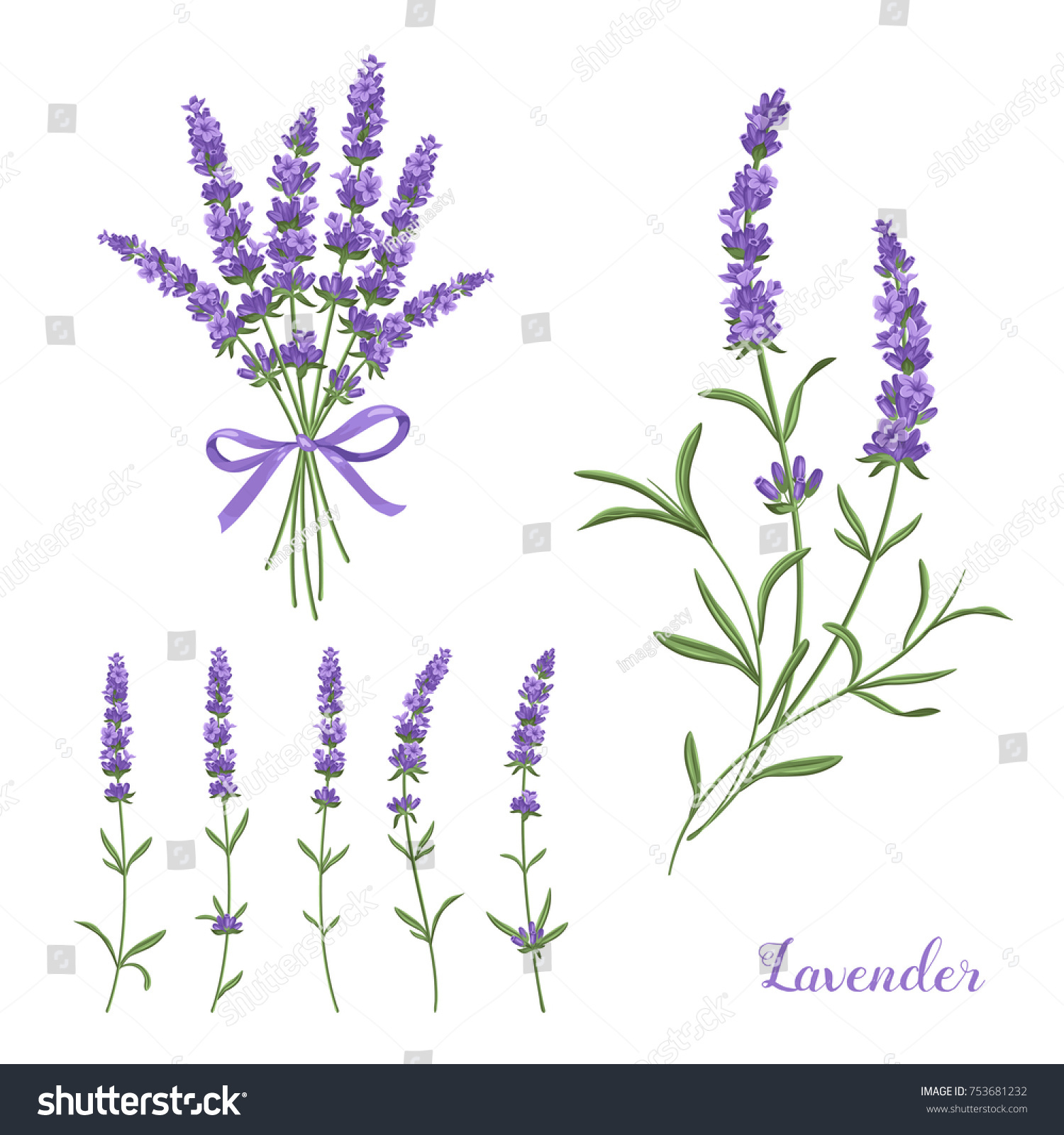 Vector lavender illustration set. Beautiful boquet purple flowers. Elegant collection. 