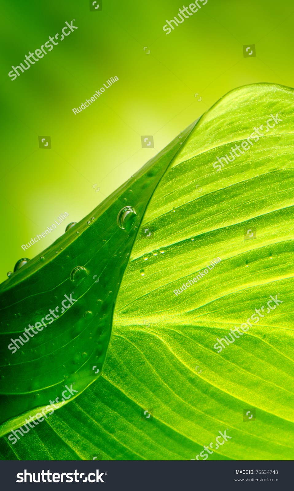green leaf background