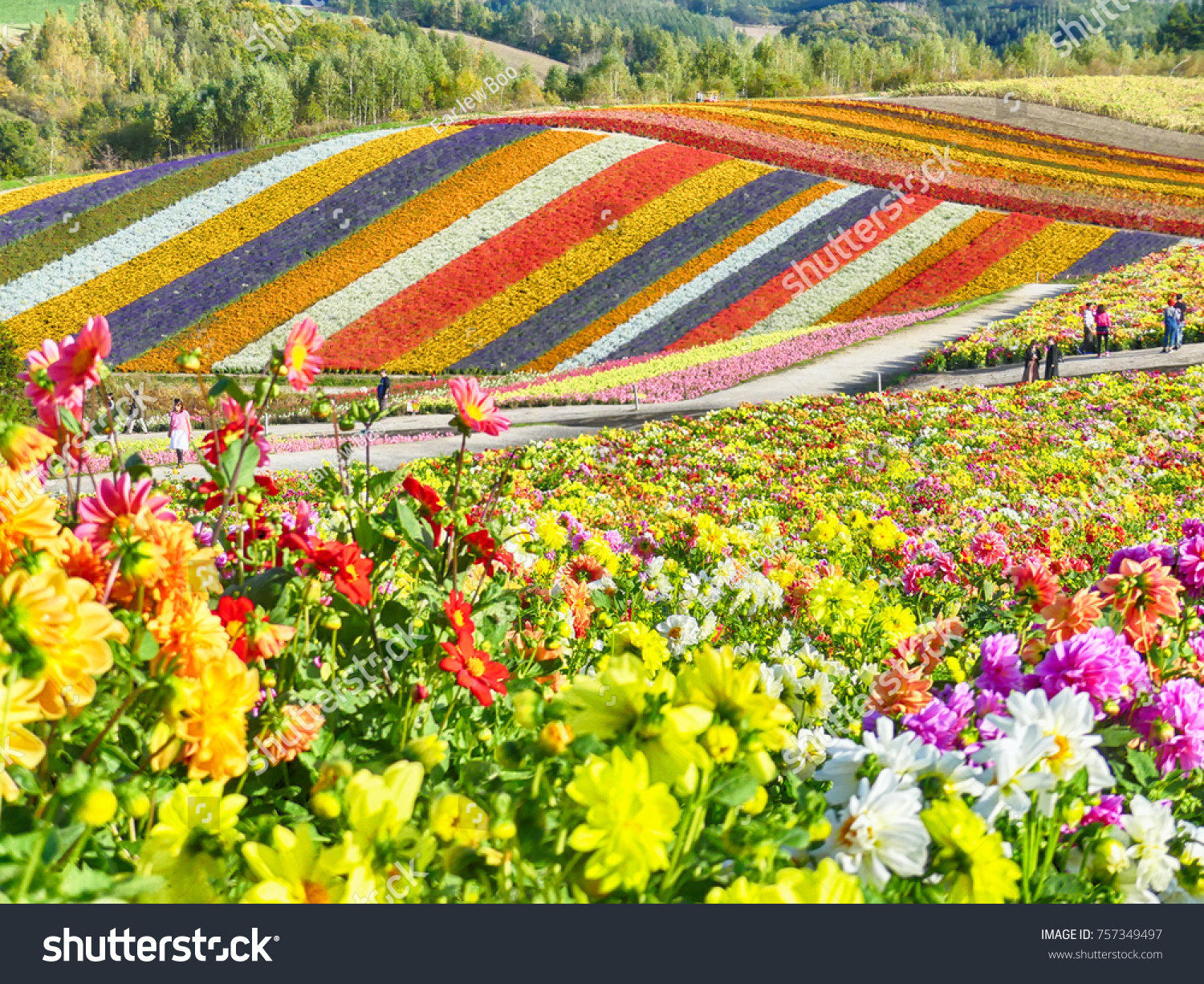 Colorful flower field in Shikisai-no-oka  Biei  Hokkaido  Japan