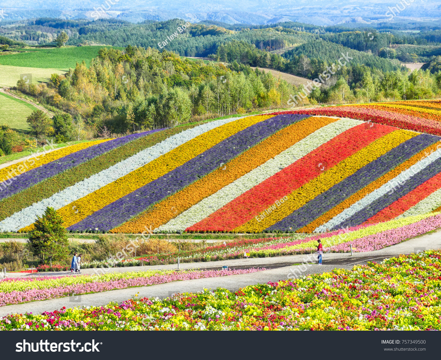 Colorful flower field in Shikisai-no-oka  Biei  Hokkaido  Japan