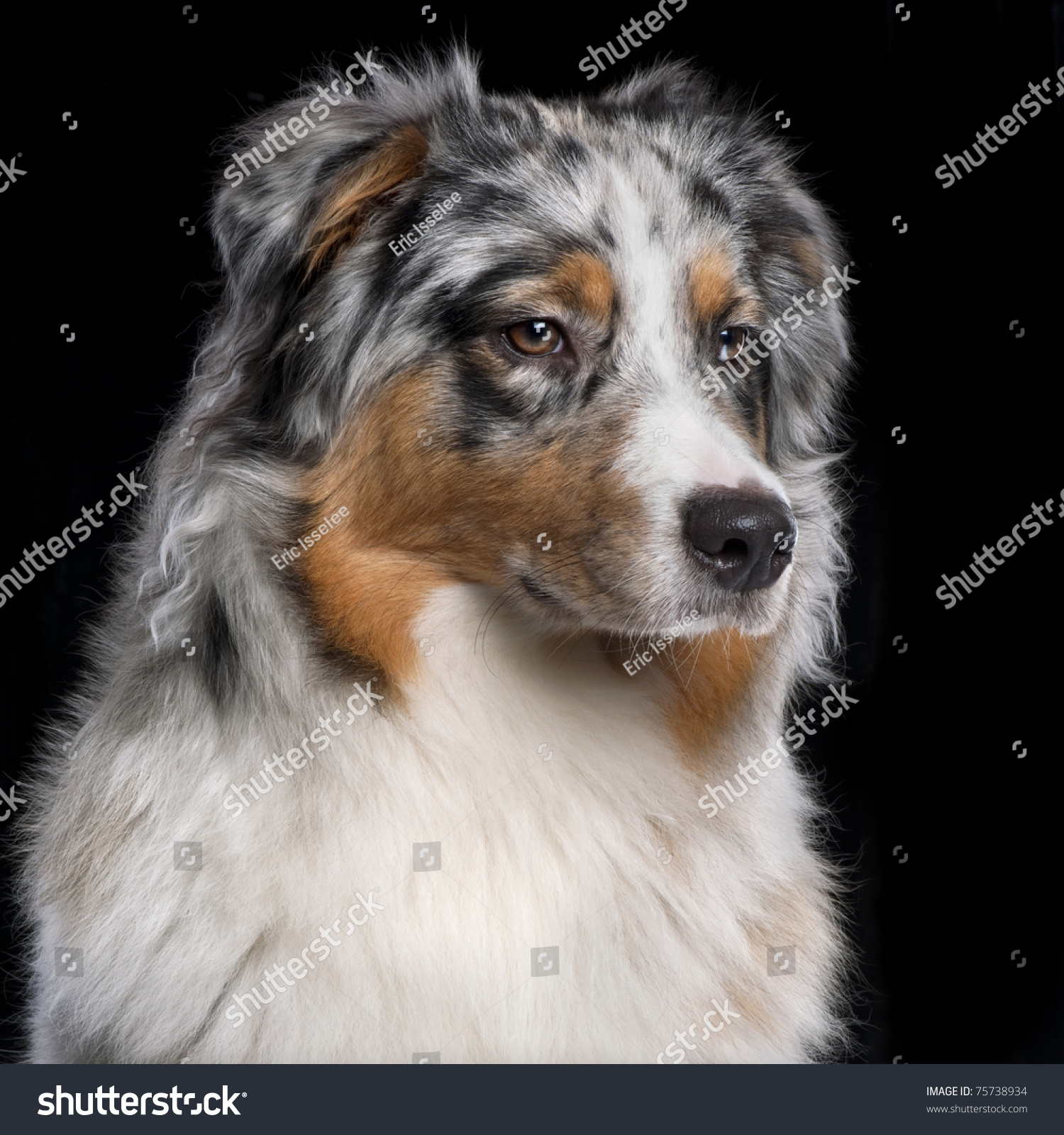 australian shepherd dog