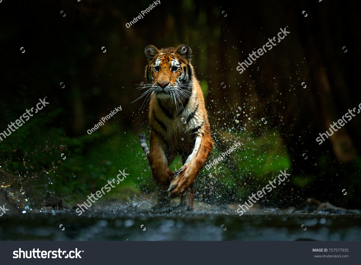 Tiger running in the water. Dangerous animal  tajga in Russia. Animal in the forest stream. Dark forest with tiger splashing water.