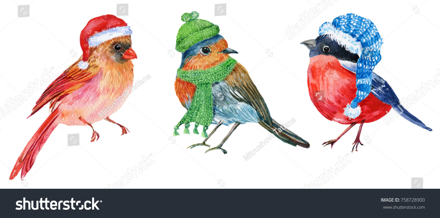 Three little birds in Christmas hats Robin red cardinal bullfinch.Watercolour illustration