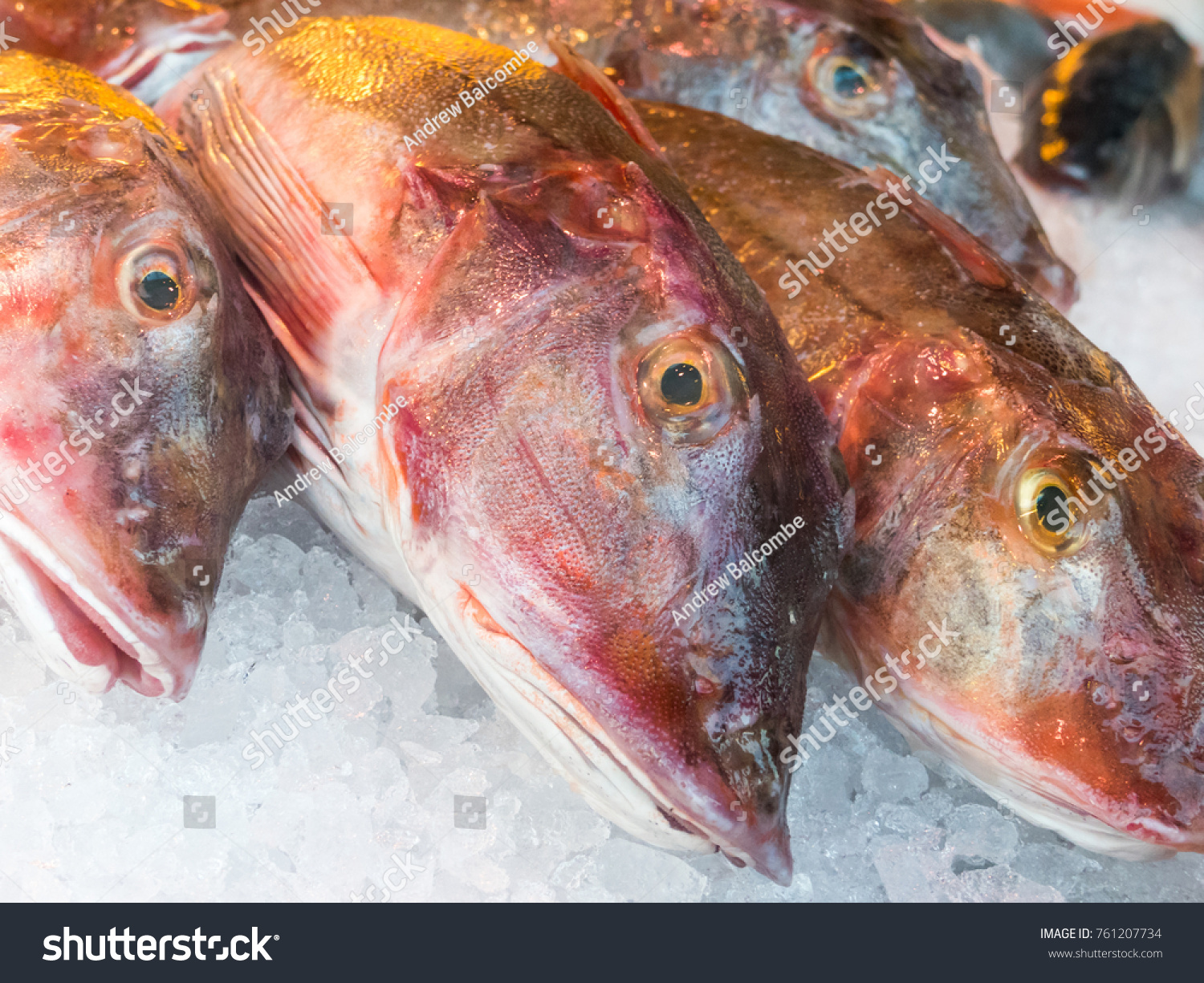 East Atlantic red gurnard  Chelidonichthys cuculus  for sale at a fish market