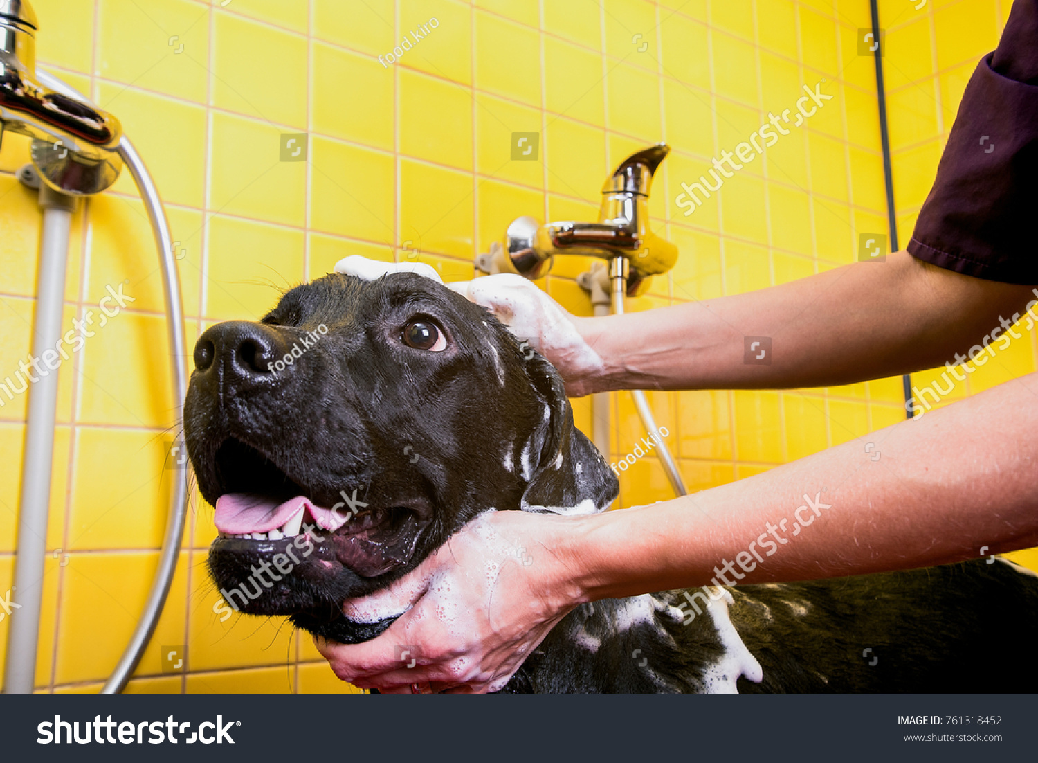 Bathing of the black Labrador Retriever dog. Happiness dog taking a bubble bath. Grooming dog.