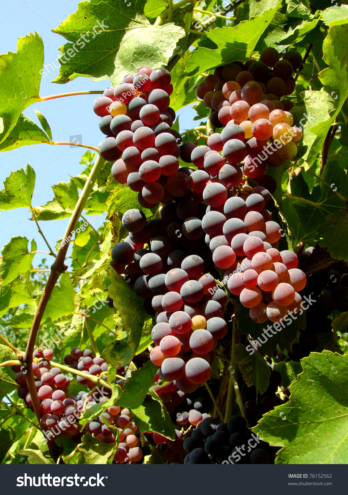 ripening grape clusters on the vine