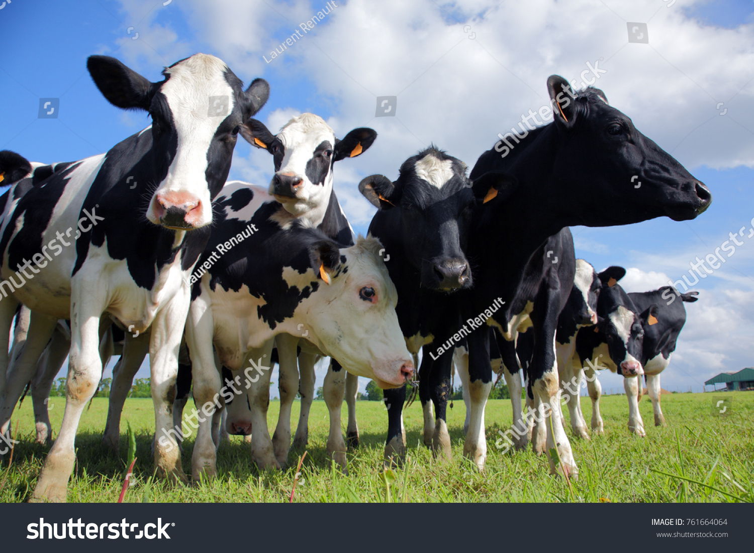 Holstein cows cattle in the meadow
