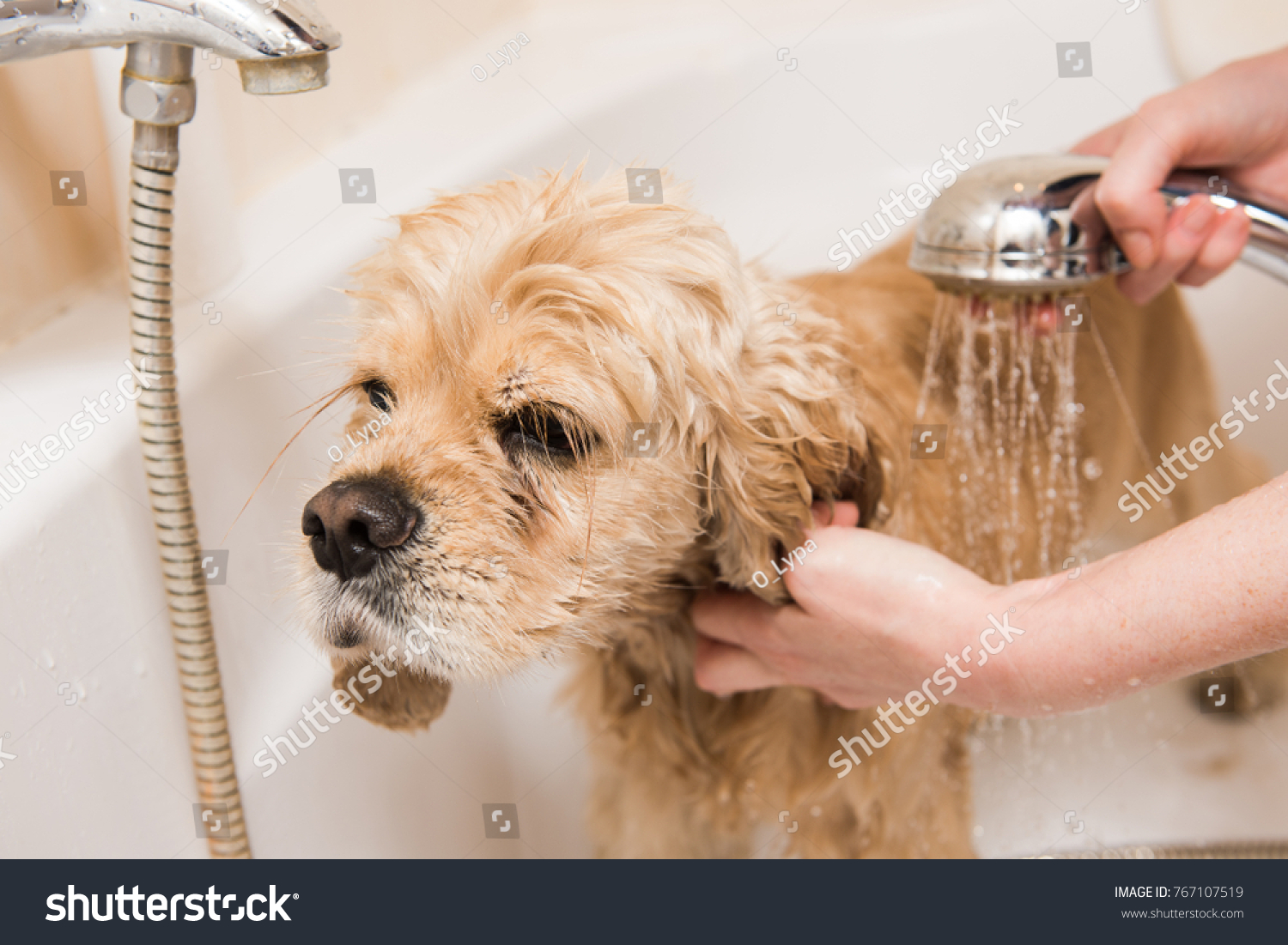 A dog taking a shower. American cocker spaniel in bathroom.