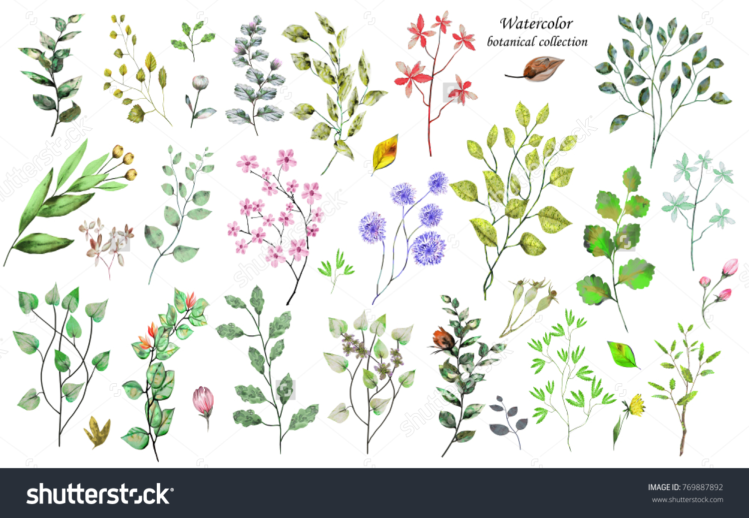 Watercolor botanical collection. Herbs  wild flowers and leaves. Nature set
