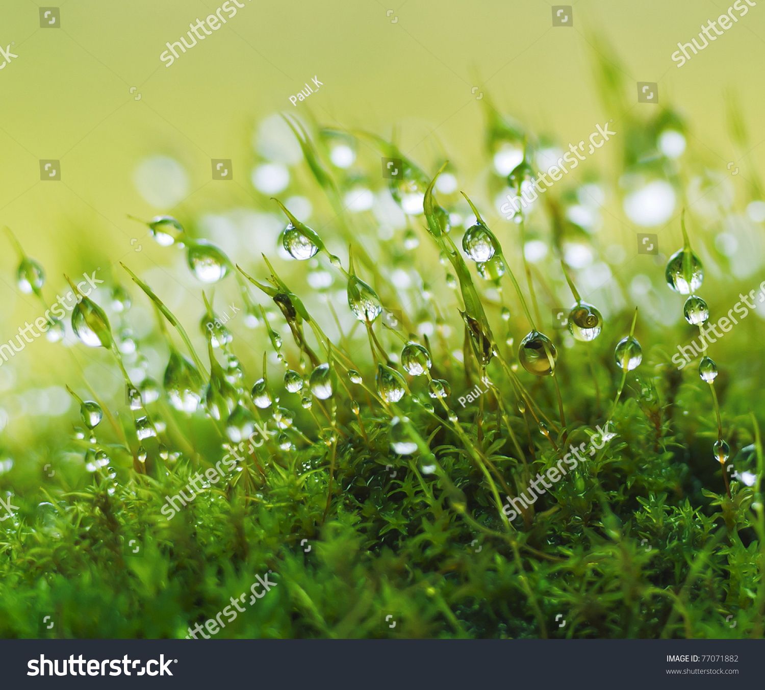 Closeup moss in forest after rain