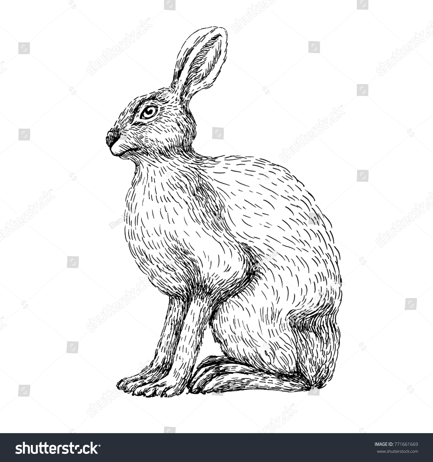 sketchlineartdrawingofharerabbitblackandwhitevectorillustration
