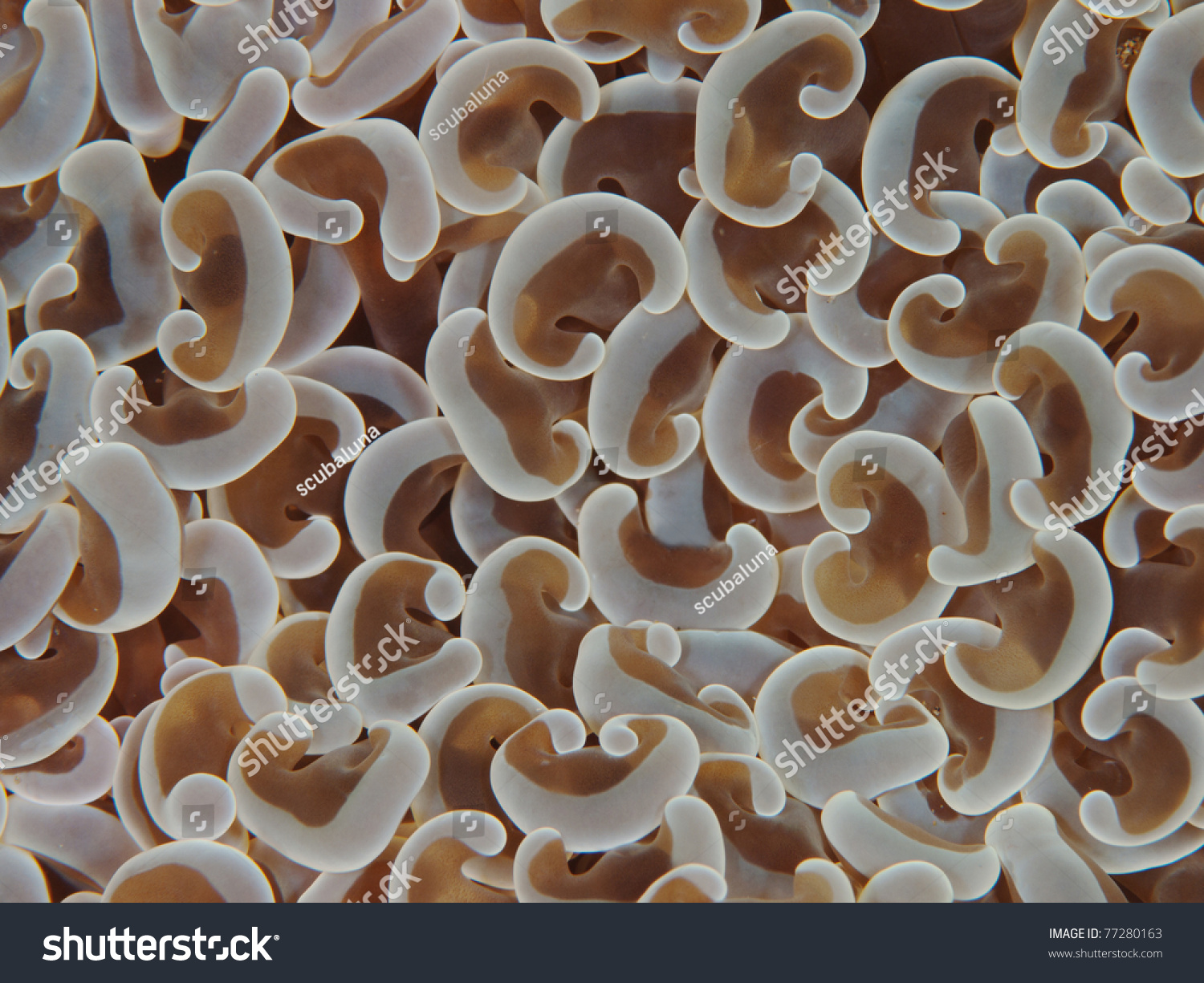 Anchor bubble coral close up