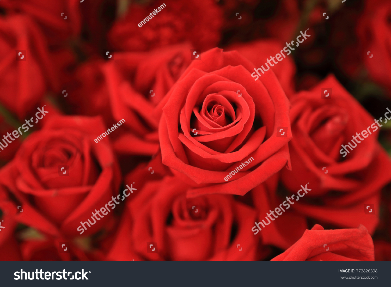 Beautiful red rose in flower bouquet.