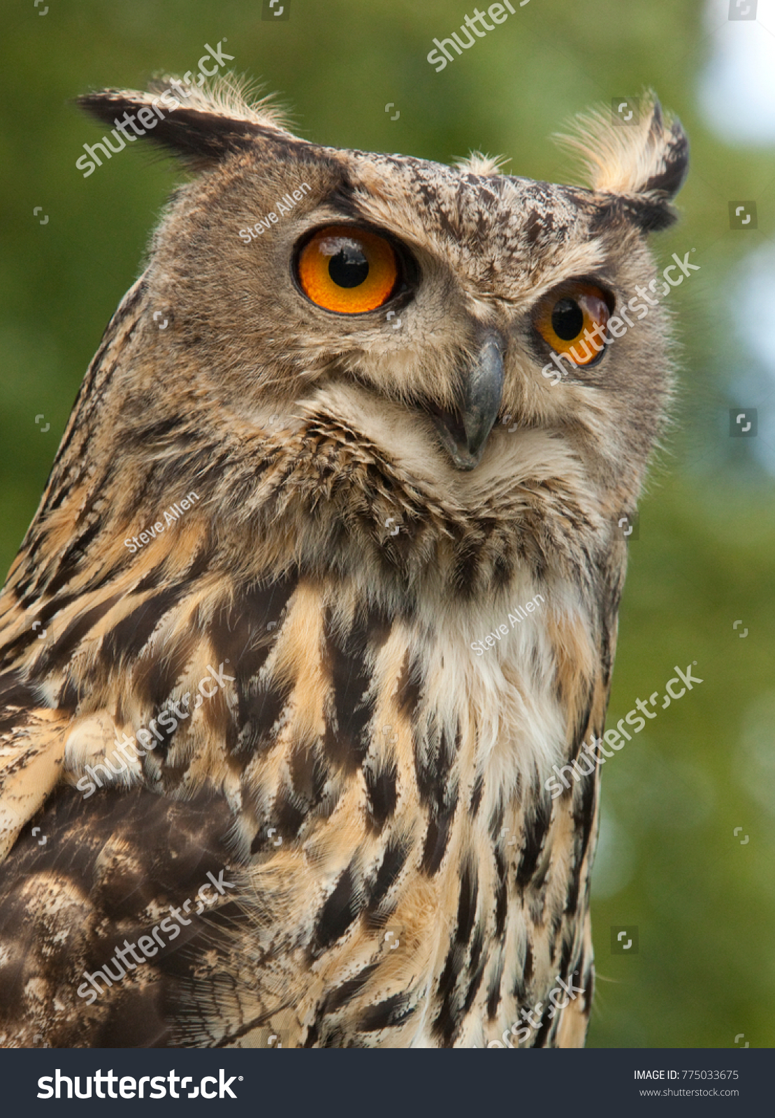 a european eagle owl bubo bubo in the highlands of northern