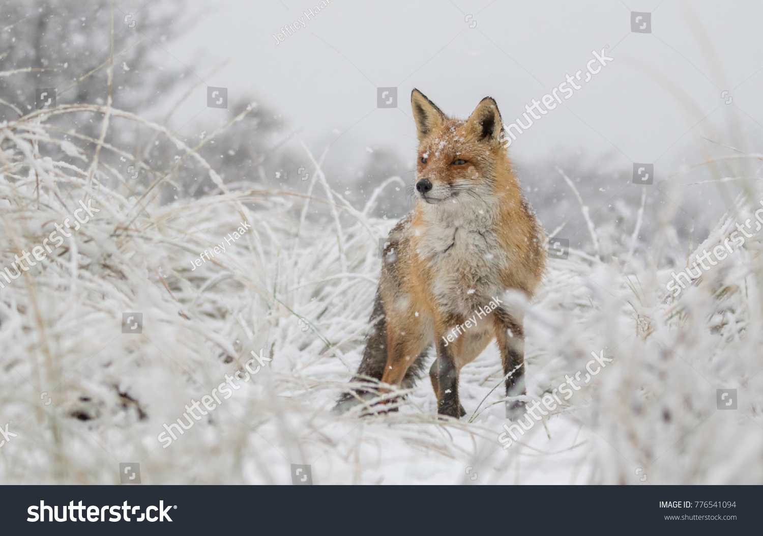 Red Fox in the Snow