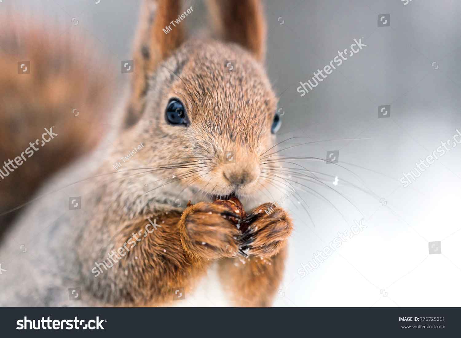 closeup shoot of red squirrel with nut on blurry forest background