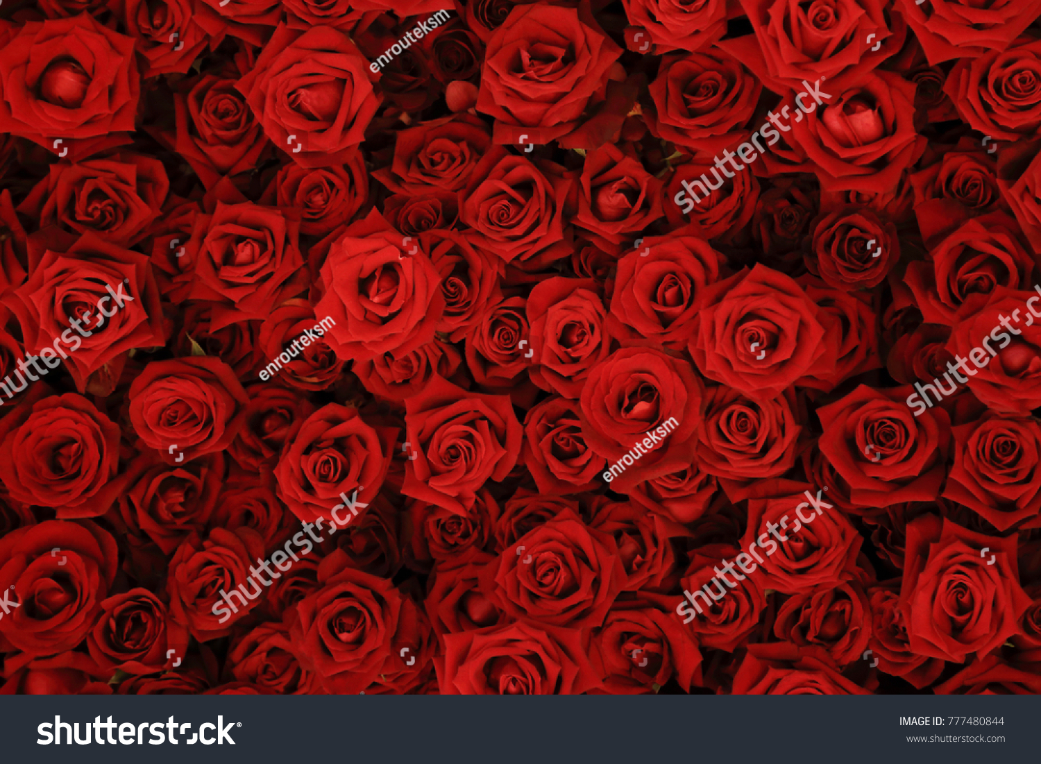 Flower wall  natural red roses background.