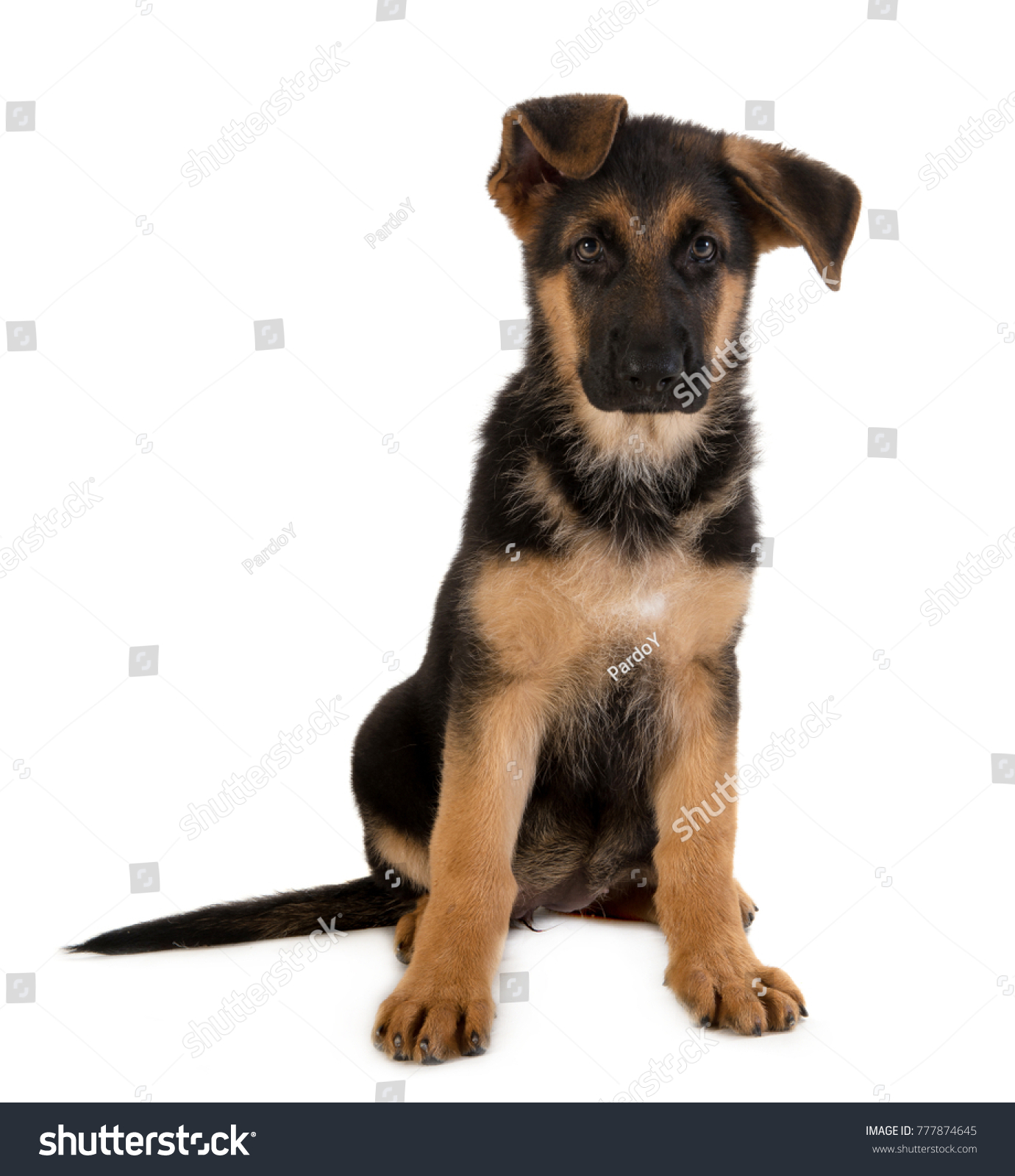 dog german shepherd puppy portrait