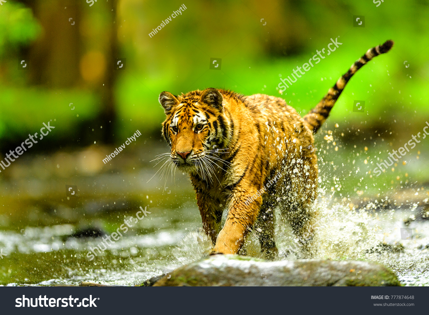 Siberian tiger  Panthera tigris altaica  low angle photo in direct view  running in the water directly at camera with water splashing around. Attacking predator in action. Tiger in taiga environment.
