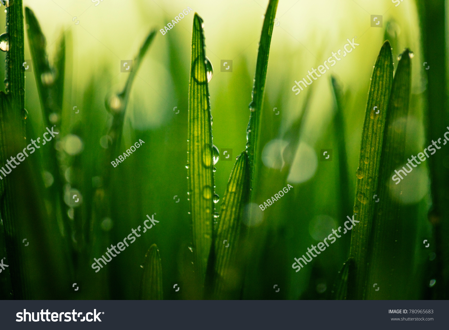 fresh green wheat after rain  macro 