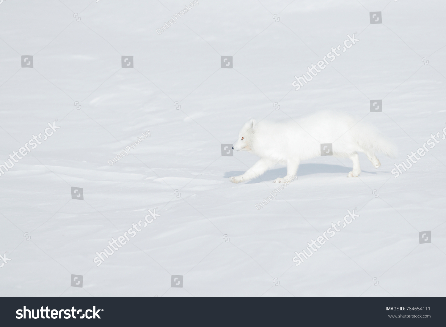 Polar fox in habitat winter landscape Svalbard Norway. Beautiful animal in snow. Running white fox. Wildlife action scene from nature Vulpes lagopus in the nature habitat. Cold winter with fox.