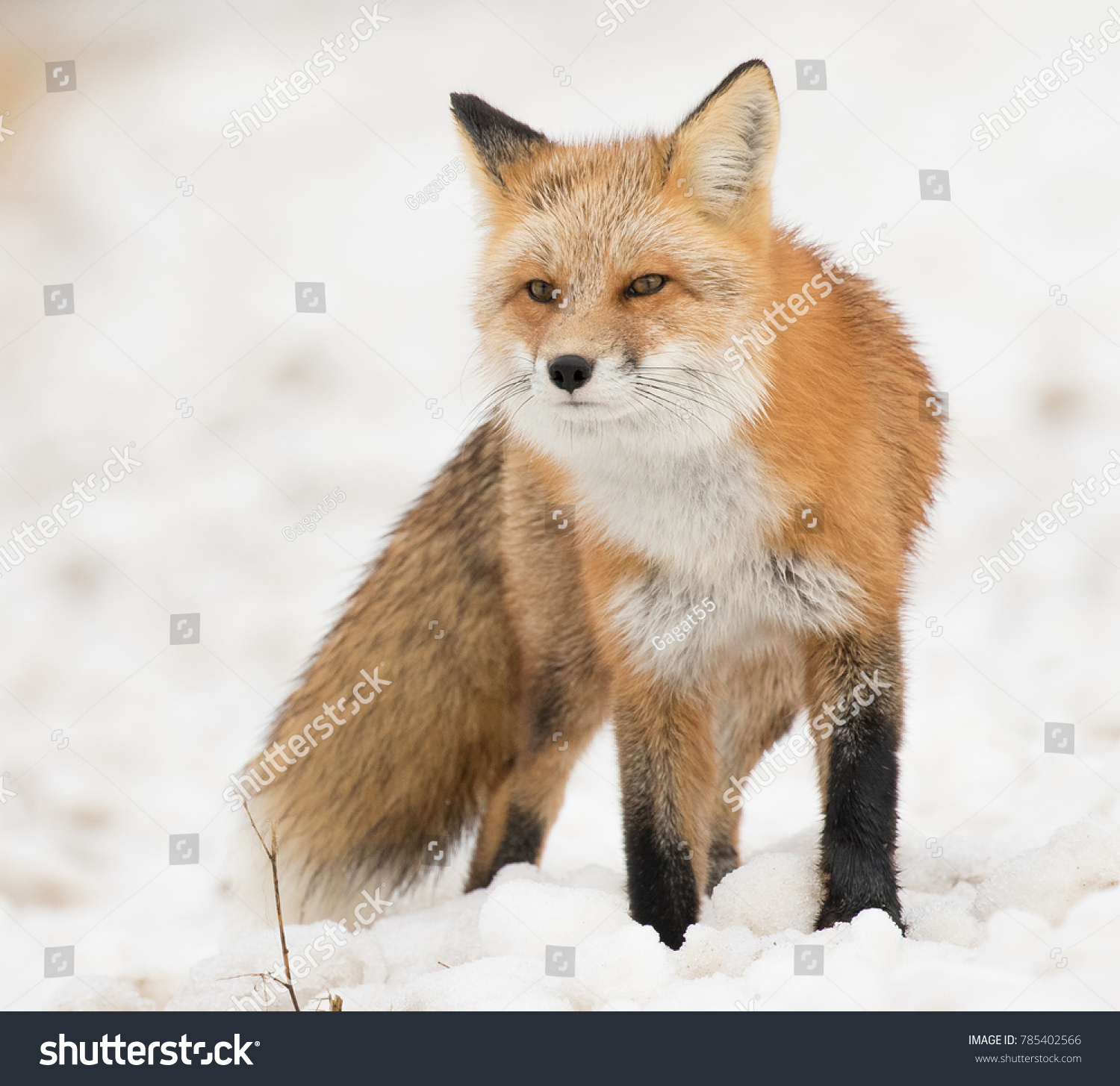 Red Fox looking past camera