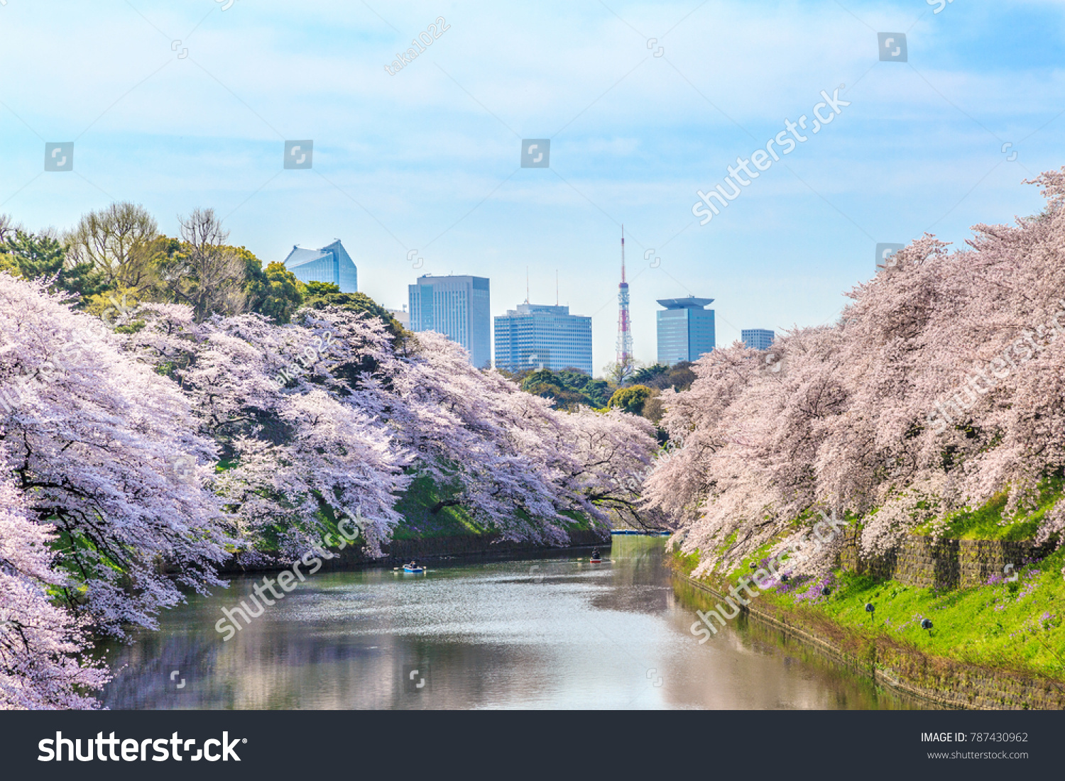 Cherry blossoms at Chidorigafuchi/Chidorigafuchi is a famous sightseeing spot with Japanese cherry blossoms