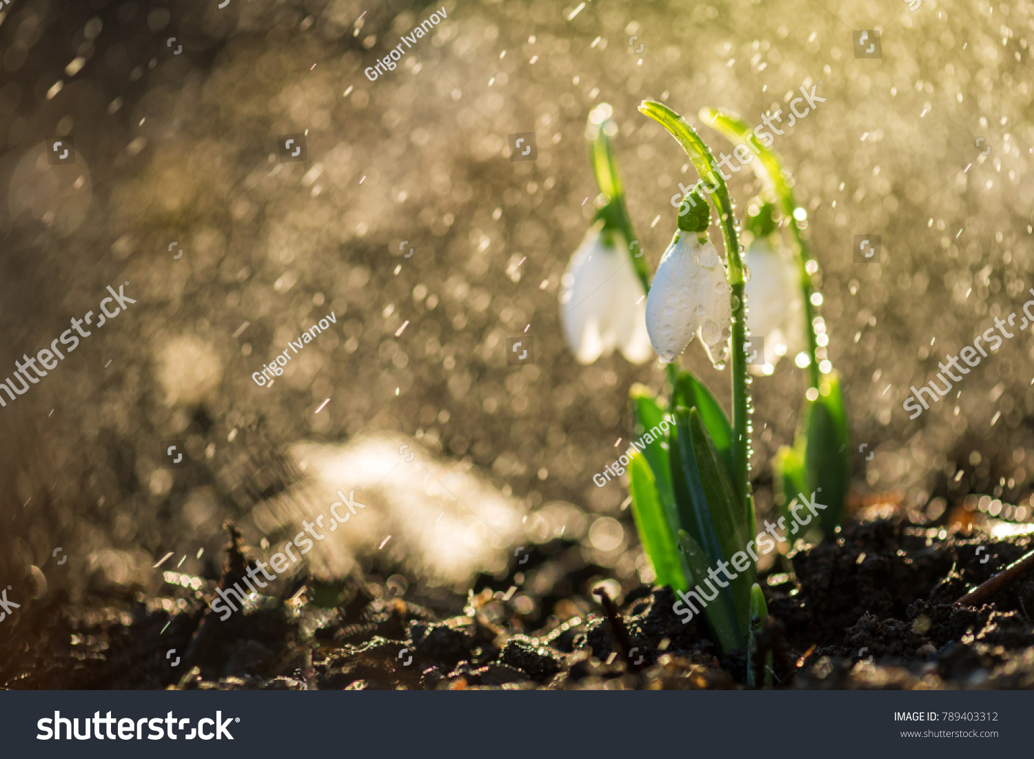 The first spring flowers snowdrops with morning drops.