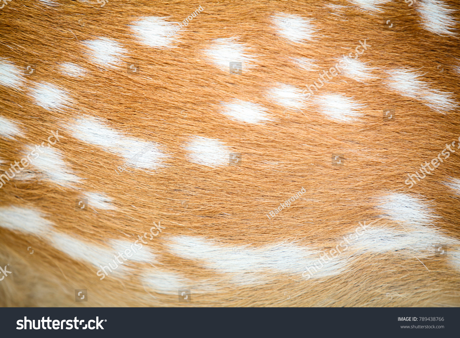 Deer in forest Africa White spots brown animal skin texture background.
