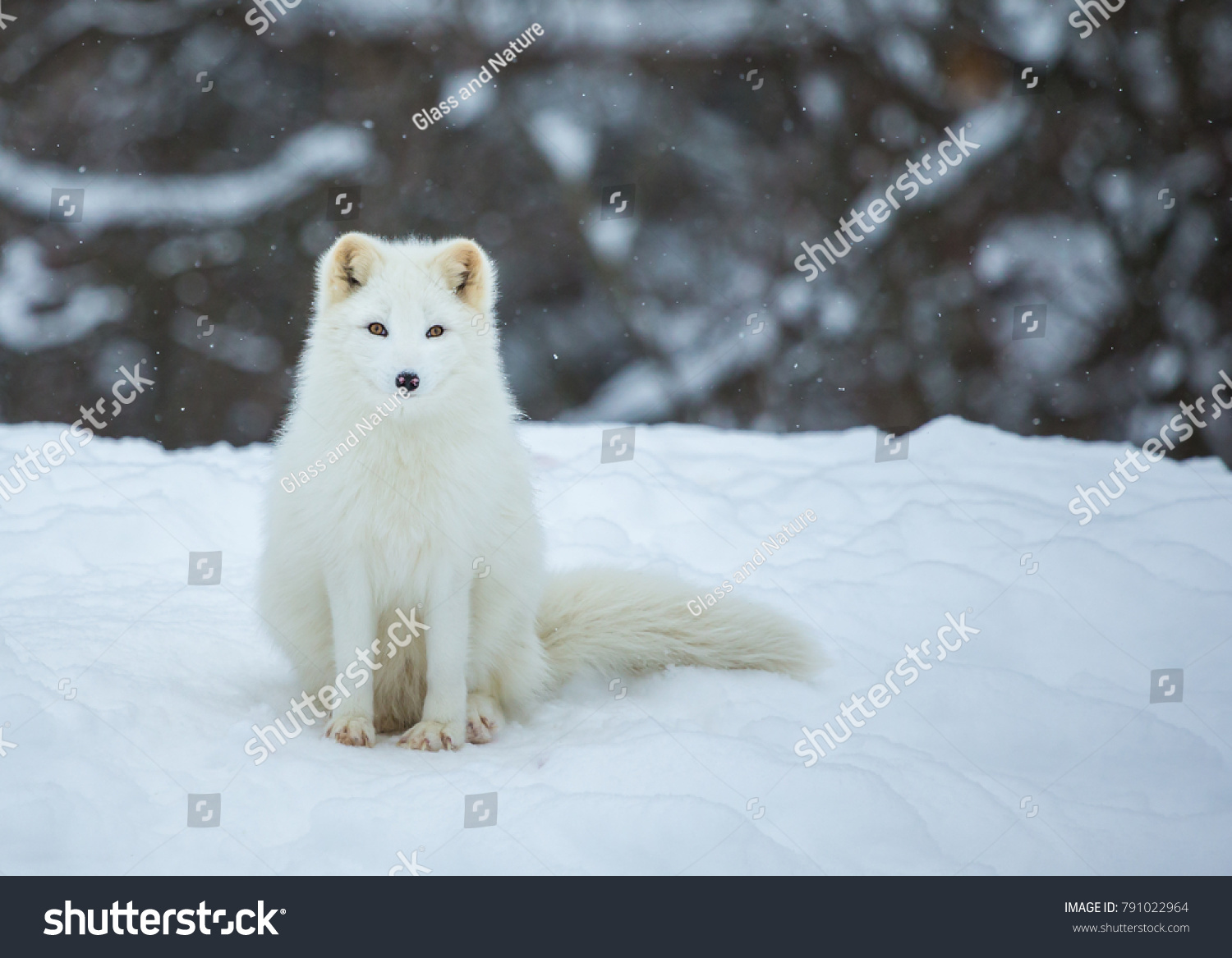 Artic fox family sitting alert in the frozen north of Quebec  Canada.